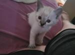 Daphne Velma Shaggy Fred lynx point - Siamese Kitten For Sale - Glassboro&comma; NJ&comma; US
