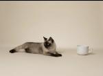 Littles - Siamese Cat For Sale - Reston&comma; VA&comma; US