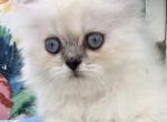 Kitten 1 Everest & Lyric Litter Himalayan Persians - Himalayan Kitten For Sale - Quincy&comma; IN&comma; US