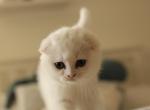 Marta&Mira - Scottish Fold Kitten For Sale - New York&comma; NY&comma; US