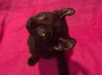 Non Standard black  Elf Female - American Curl Kitten For Sale - Boston&comma; MA&comma; US