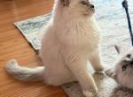 Luna - Ragdoll Kitten For Sale - 