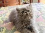 Ricky - Persian Kitten For Sale - 