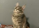Simba - Maine Coon Kitten For Sale - Pinson&comma; AL&comma; US