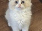 Blue Bicolor Female - Ragdoll Kitten For Sale - Hastings&comma; PA&comma; US