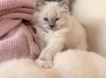 Lily - Ragdoll Kitten For Sale - 