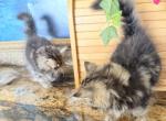 Jovani - Persian Kitten For Sale - Fort Worth&comma; TX&comma; US