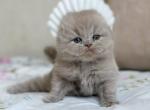 Lola - Scottish Fold Kitten For Sale - Chicago&comma; IL&comma; US