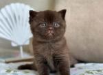 Leon - British Shorthair Kitten For Sale - Chicago&comma; IL&comma; US