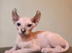 Beautiful Seal Point Elf Female Kitten - Sphynx Kitten For Sale - Boston&comma; MA&comma; US