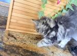 Celestial Magnolia - Persian Kitten For Sale - Fort Worth&comma; TX&comma; US