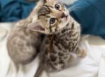 R litter - Bengal Kitten For Sale - Raeford&comma; NC&comma; US
