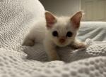 Gouda - Ragdoll Kitten For Sale - Cranston&comma; RI&comma; US