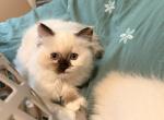 Cute - Ragdoll Kitten For Sale - Cleveland&comma; OH&comma; US