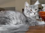 Blue Silver Male Maine Coon - Maine Coon Kitten For Sale - Black Diamond&comma; WA&comma; US