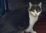 Gracie - American Shorthair Cat For Adoption - Rochester Hills&comma; MI&comma; US