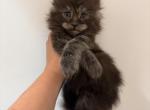 Idris - Maine Coon Kitten For Sale - St&period; Louis&comma; MO&comma; US