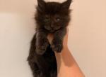 Ivan - Maine Coon Kitten For Sale - St&period; Louis&comma; MO&comma; US