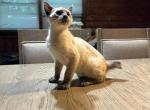 Brothers for sale together - Siamese Kitten For Sale - Joppatown&comma; MD&comma; US