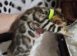Koda Brown rosetted male bengal kitten for sale - Bengal Kitten For Sale - Saint Augustine&comma; FL&comma; US