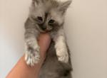 Isle - Maine Coon Kitten For Sale - St&period; Louis&comma; MO&comma; US