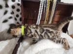 Koda Brown rosetted male bengal kitten for sale - Bengal Kitten For Sale - Saint Augustine&comma; FL&comma; US