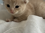 Cream - Scottish Fold Kitten For Sale - Westfield&comma; NY&comma; US