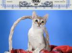 Precious - Singapura Kitten For Sale - TX&comma; US