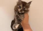 Iliana - Maine Coon Kitten For Sale - St&period; Louis&comma; MO&comma; US