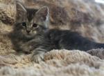Maine Coon Kittens - Maine Coon Kitten For Sale - Co Spgs&comma; CO&comma; US