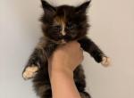 Imani - Maine Coon Kitten For Sale - St&period; Louis&comma; MO&comma; US