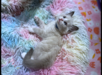 Thor - Ragdoll Kitten For Sale - Valley Spgs&comma; CA&comma; US