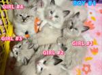 5 Beautiful Ragdoll Kittens - Ragdoll Kitten For Sale - Valley Spgs&comma; CA&comma; US