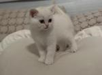 Potato - Scottish Straight Kitten For Sale - 