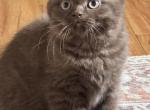 Poppy British Shorthair Cinnamon Kitten - British Shorthair Kitten For Sale - IL&comma; US