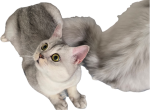 Silver - Scottish Fold Cat For Sale - Cleveland&comma; OH&comma; US
