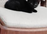 Kittens - Domestic Kitten For Adoption - 