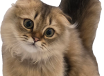 Jr Prince - Scottish Fold Kitten For Sale - Cleveland&comma; OH&comma; US