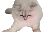Jr Almaz - Scottish Fold Kitten For Sale - Cleveland&comma; OH&comma; US