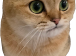 Dara - Scottish Fold Cat For Sale - Cleveland&comma; OH&comma; US