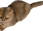 Dara - Scottish Fold Cat For Sale - Cleveland&comma; OH&comma; US