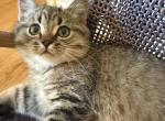 Happy - Scottish Straight Kitten For Sale - Atlanta&comma; GA&comma; US