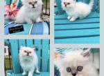 Kitten 1 Everest & Lyric Litter Himalayan Persians - Himalayan Kitten For Sale - Quincy&comma; IN&comma; US
