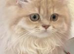 Selesta lilac golden longhair - British Shorthair Kitten For Sale - Matthews&comma; NC&comma; US