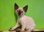 Davina - Devon Rex Kitten For Sale - Ironwood&comma; MI&comma; US