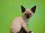 Bobby Jo - Devon Rex Kitten For Sale - Ironwood&comma; MI&comma; US