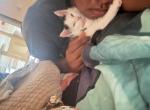 9 - Domestic Kitten For Adoption - Blacklick&comma; OH&comma; US