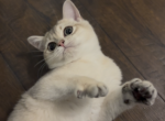 Murphy - British Shorthair Kitten For Sale - Fairfax&comma; VA&comma; US