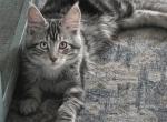 Athena & Esme kittens - Maine Coon Kitten For Sale - TX&comma; US