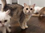 Pepper - British Shorthair Kitten For Sale - Fairfax&comma; VA&comma; US